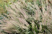 Ornamental grasses in borders