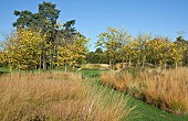 The Rivers of Grass garden with Molinia caerulea.