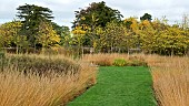 The Rivers of Grass garden Molinia caerulea