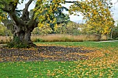 Mature Acer saccharum, Rock Maple Sugar Maple