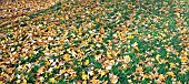 Fallen leaves of the Sugar Maple tree