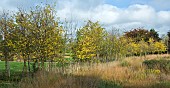 Black Birch or River Birch trees Betula nigra