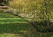 Black Birch or River Birch trees Betula nigra