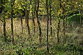 Black Birch or River Birch trees Betula nigra