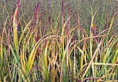 Miscanthus Purpurascens, Miscanthus sinensis var. purpurascens