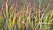 Miscanthus Purpurascens, Miscanthus sinensis var. purpurascens