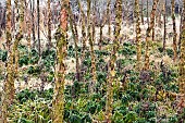 Betula nigra, Black Birch with frosted grasses and perennials