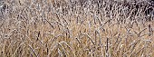 Frosted borders of ornamental grasses, perennial stems leaves and seed heads