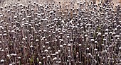 Frosted borders of ornamental grasses, perennial stems leaves and seed heads