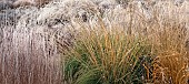 Frosted borders of ornamental grasses, perennial stems leaves and seed heads