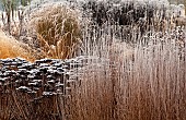 Frosted borders of ornamental grasses, perennial stems leaves and seed heads