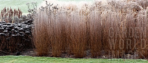 Frosted_borders_of_ornamental_grasses_perennial_stems_leaves_and_seed_heads