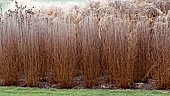 Frosted borders of ornamental grasses, perennial stems leaves and seed heads