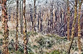 Betula nigra, Black Birch with frosted grass and perennials