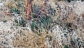 Betula nigra, Black Birch with frosted grass and perennials