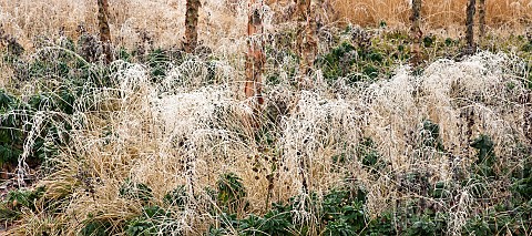 Betula_nigra_Black_Birch_with_frosted_grass_and_perennials
