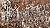 Frosted borders of hebaceous perennials and ornamental grasses