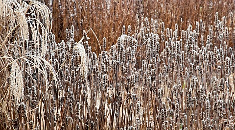 Frosted_borders_of_hebaceous_perennials_and_ornamental_grasses
