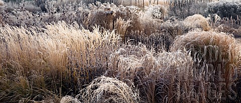 Frosted_borders_of_hebaceous_perennials_and_ornamental_grasses