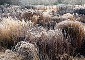 Frosted borders of hebaceous perennials and ornamental grasses