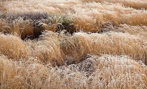 Swathes_of_golden_ornamental_grasses_frosted