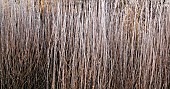 frosted borders of ornamental grasses, perennial stems leaves and seed heads at trentham gardens staffordshire winter