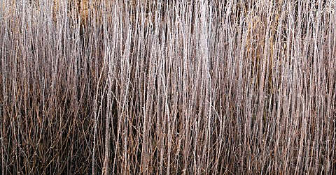 frosted_borders_of_ornamental_grasses_perennial_stems_leaves_and_seed_heads_at_trentham_gardens_staf