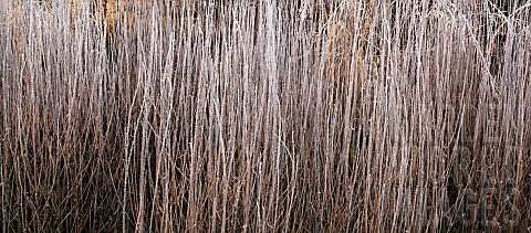 Frosted_foliage_of_perennial_grasses_and_herbaceous_perennials