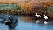 Swans on frozen lake in early winter