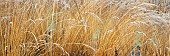 Frosted foliage of perennial grasses and herbaceous perennials