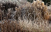 Frosted foliage of perennial grasses and herbaceous perennials