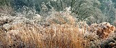 Frosted foliage of perennial grasses and herbaceous perennials