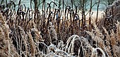 Frosted foliage of perennial grasses and herbaceous perennials