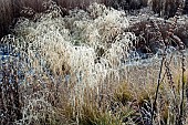 Frosted foliage of perennial grasses and herbaceous perennials