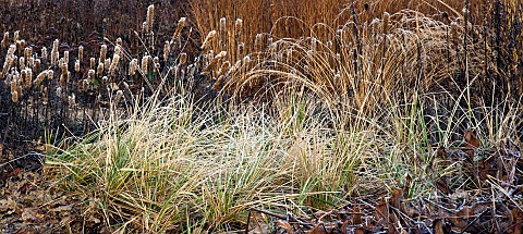 Frosted_foliage_of_perennial_grasses_and_herbaceous_perennials