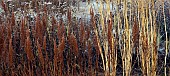 Frosted foliage of perennial grasses and herbaceous perennials