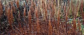 Frosted foliage of perennial grasses and herbaceous perennials