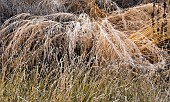 frosted foliage of perennial grasses and perennials in garden designed by pieter oudolf at trentham gardens staffordshire in winter