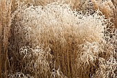 Frosted foliage of perennial grasses