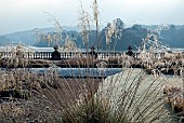 Plumes of frosted seed heads ornamental grass