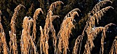 Seed head perennials