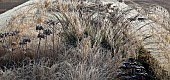 Frosted seed heads in italianate formal garden