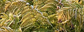 Frosted Fern foliage