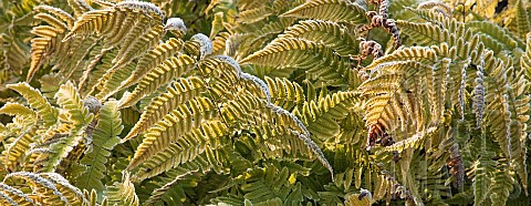 Frosted_Fern_foliage