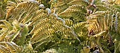 Frosted Fern foliage