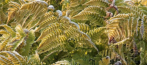Frosted_Fern_foliage