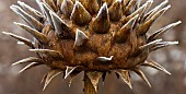 Cynara Cardoon head severe frost