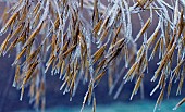 Ornamental grass seed heads with frost and ice