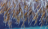 Ornamental grass seed heads with frost and ice