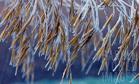 Ornamental_grass_seed_heads_with_frost_and_ice